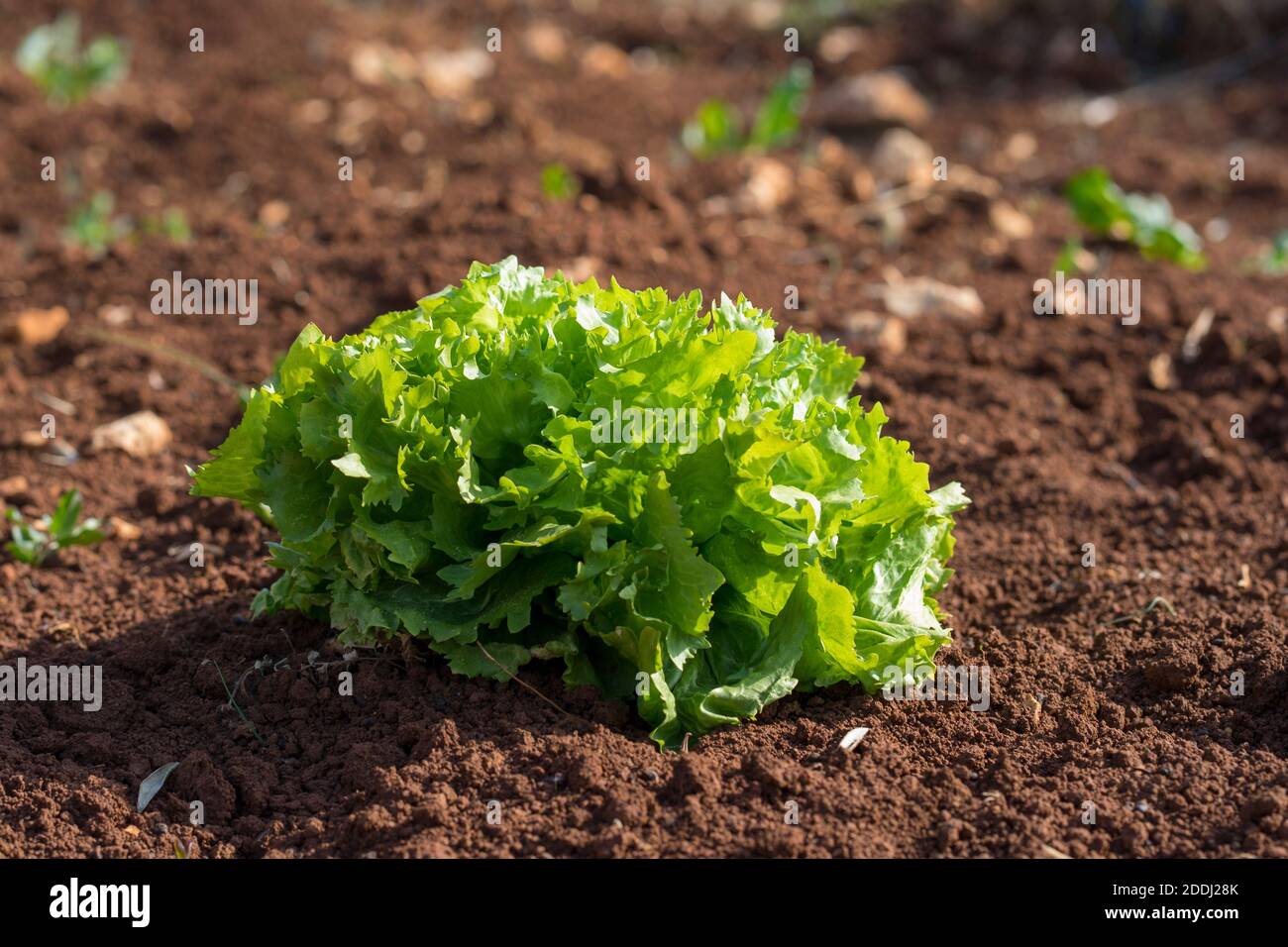 Grüner Salat Stockfoto