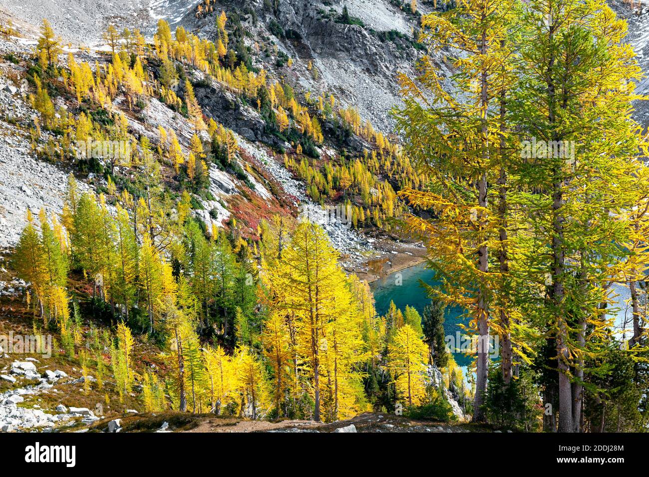 WA17773-00..... WASHINGTON - Lärchen in Herbstfarbe am Upper Ice Lake, Glacier Peak Wilderness, Okanogan Wenatchee National Forest. Stockfoto