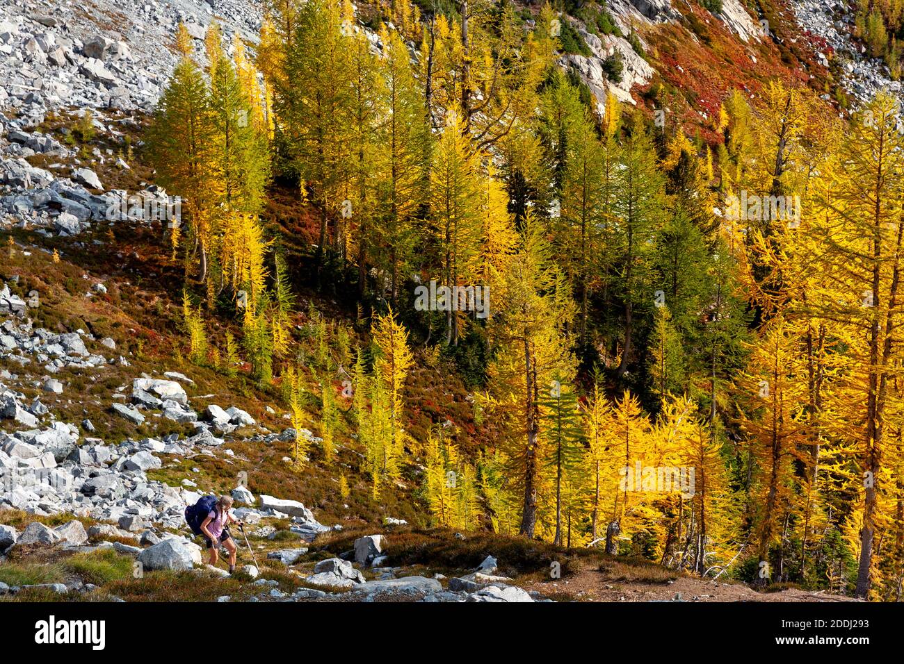 WA17774-00..... WASHINGTON - Frau Wandern mit Lärchen in Herbstfarbe am Upper Ice Lake, Glacier Peak Wilderness, Okanogan Wenatchee National Forest Stockfoto