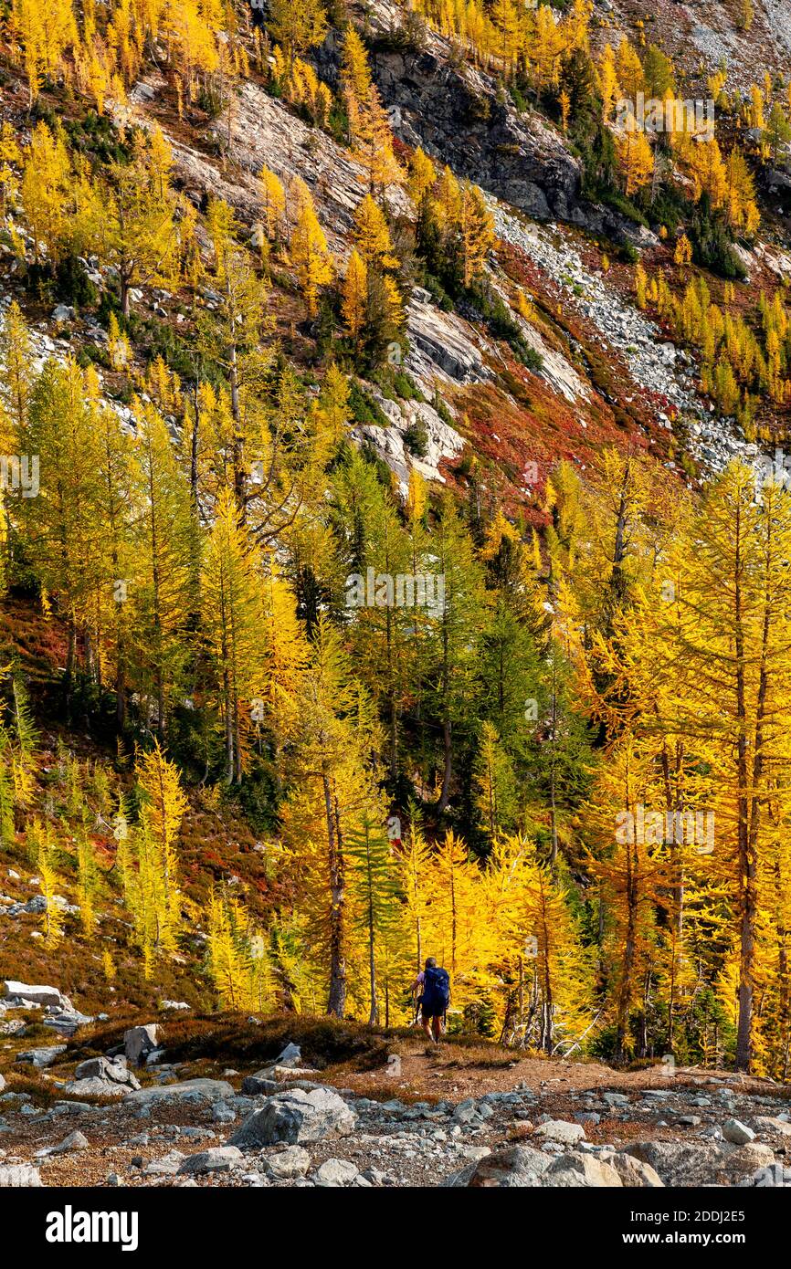 WA17776-00..... WASHINGTON - Frau beim Wandern am Upper Ice Lake mit Lärchen in Herbstfarbe, Glacier Peak Wilderness, Okanogan Wenatchee National Fores Stockfoto