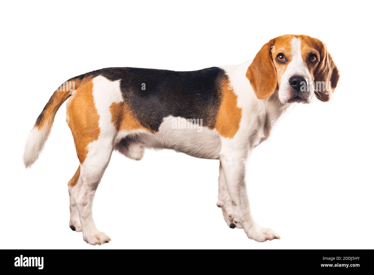 Hund körper -Fotos und -Bildmaterial in hoher Auflösung – Alamy