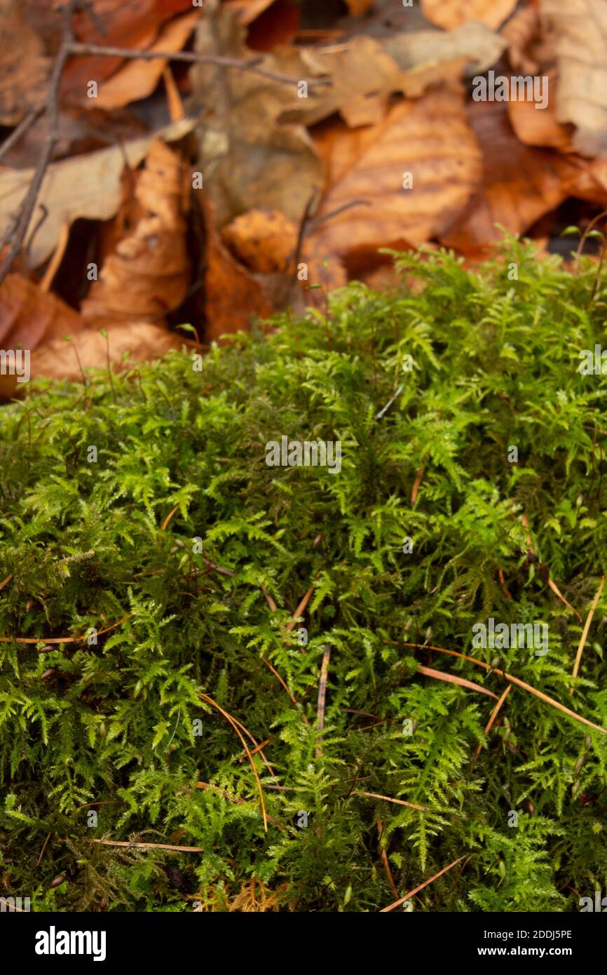 Moos im Vordergrund mit verschwommenem Blattstreu im Hintergrund Stockfoto