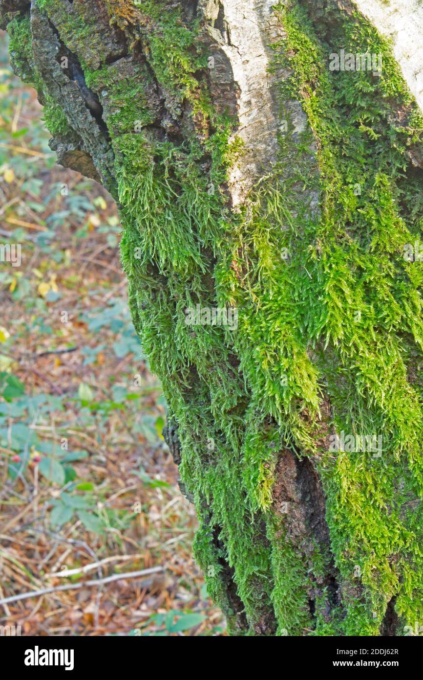 Leuchtend grünes Moos, das am Baumstamm hängt, mit verschwommenem Hintergrund Stockfoto