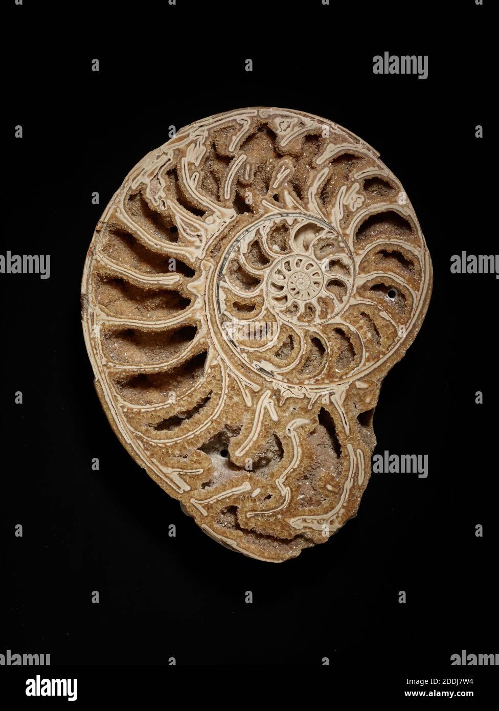 Unterteilte Ammonite, Naturwissenschaftliche Sammlung – Paläontologie Stockfoto