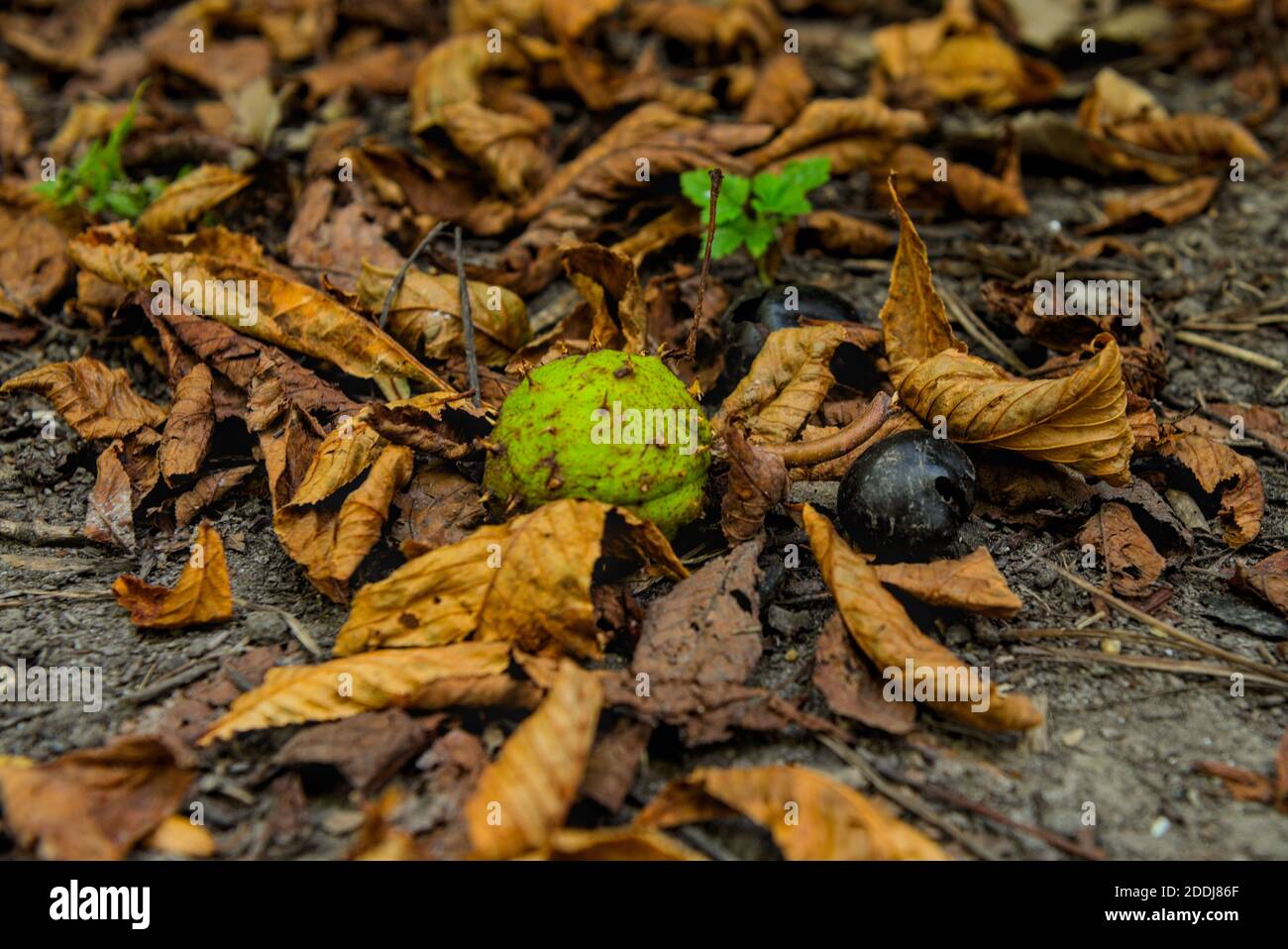 alte und frische bzw. neue Kastanien am Boden Stockfoto