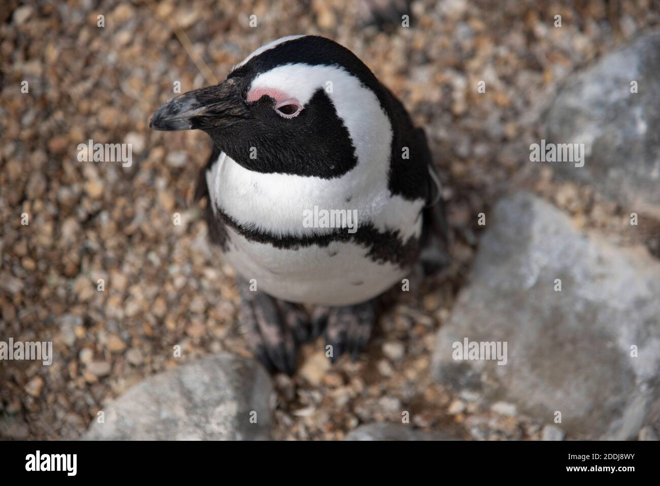 Afrikanische Schwarzfußpinguine im Whipsnade Zoo, Großbritannien Stockfoto