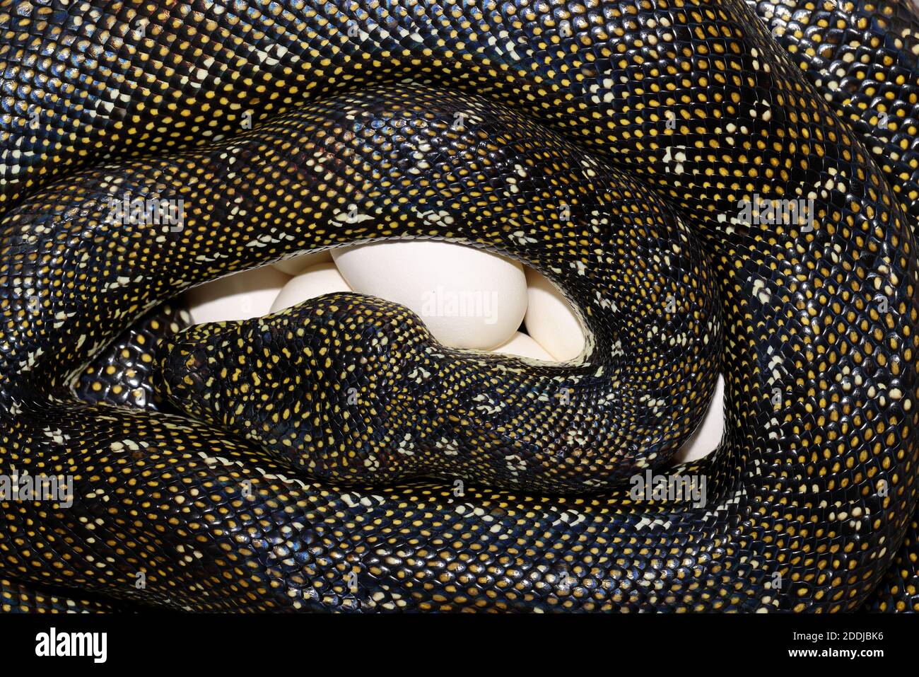 Diamond Python brütet ihr Ei Kupplung Stockfoto
