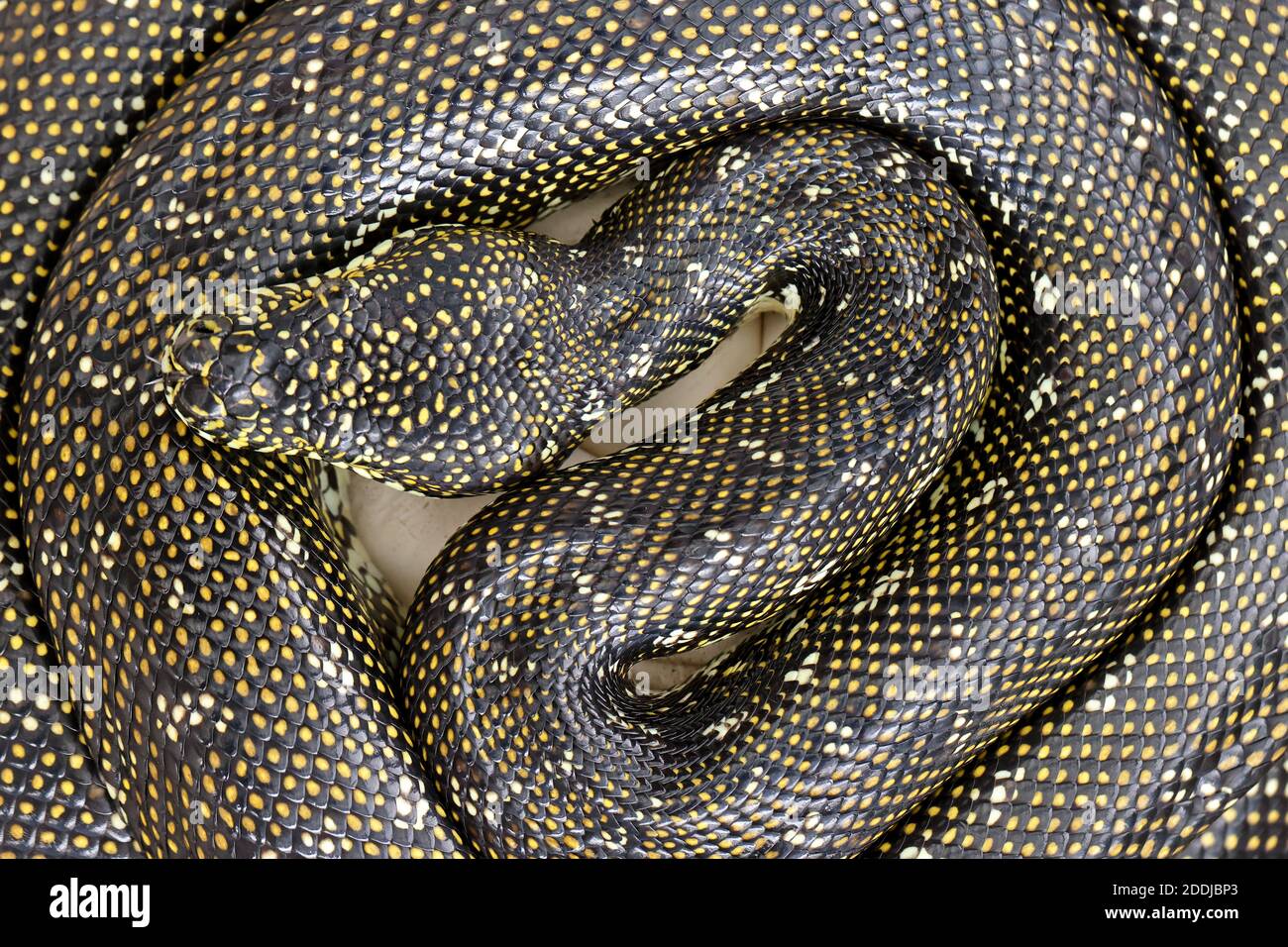 Diamond Python brütet ihr Ei Kupplung Stockfoto
