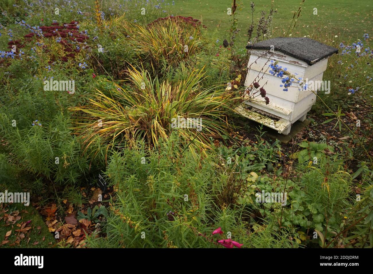 Ein Bienenstock mit herbstlich blühenden bienenfreundlichen Pflanzen in Englisch Garten Stockfoto