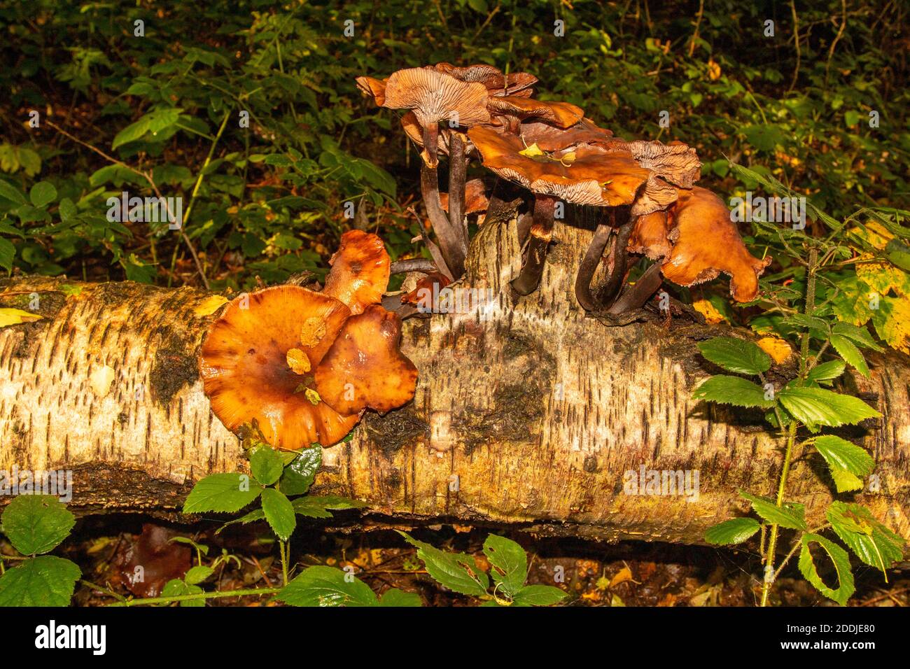 Pilze, die aus einem gefallenen Birkenbaum-Stamm ausbrechen, Synonym für Tod, Krankheit, Recycling und Wiedergeburt Stockfoto