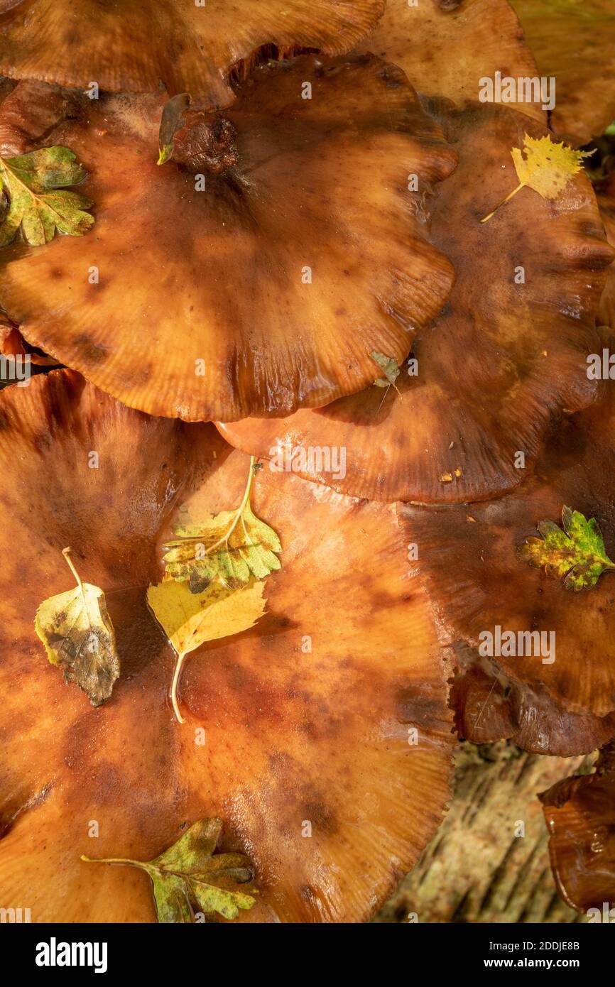 Pilze, die aus einem gefallenen Birkenbaum-Stamm ausbrechen, Synonym für Tod, Krankheit, Recycling und Wiedergeburt Stockfoto