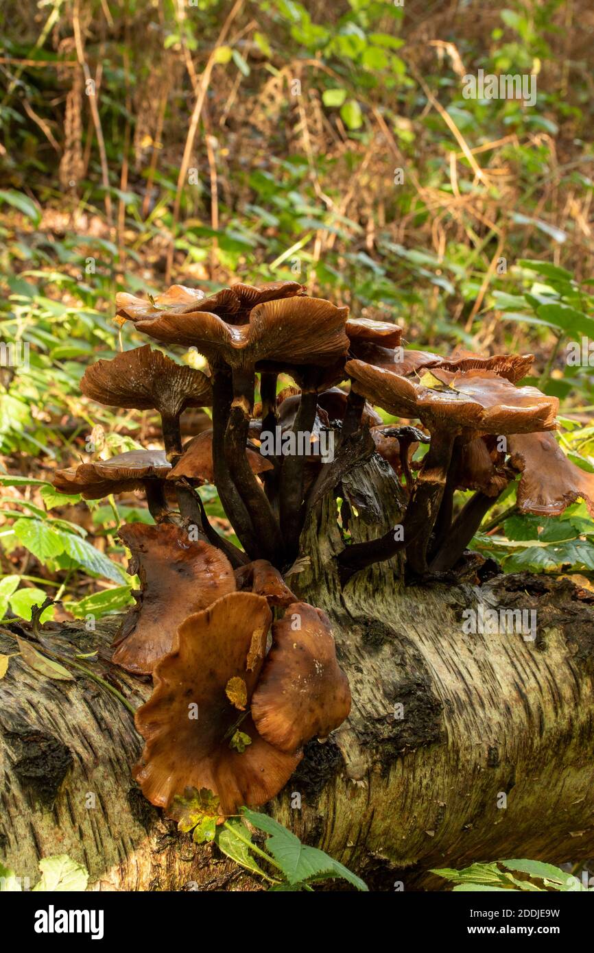 Pilze, die aus einem gefallenen Birkenbaum-Stamm ausbrechen, Synonym für Tod, Krankheit, Recycling und Wiedergeburt Stockfoto