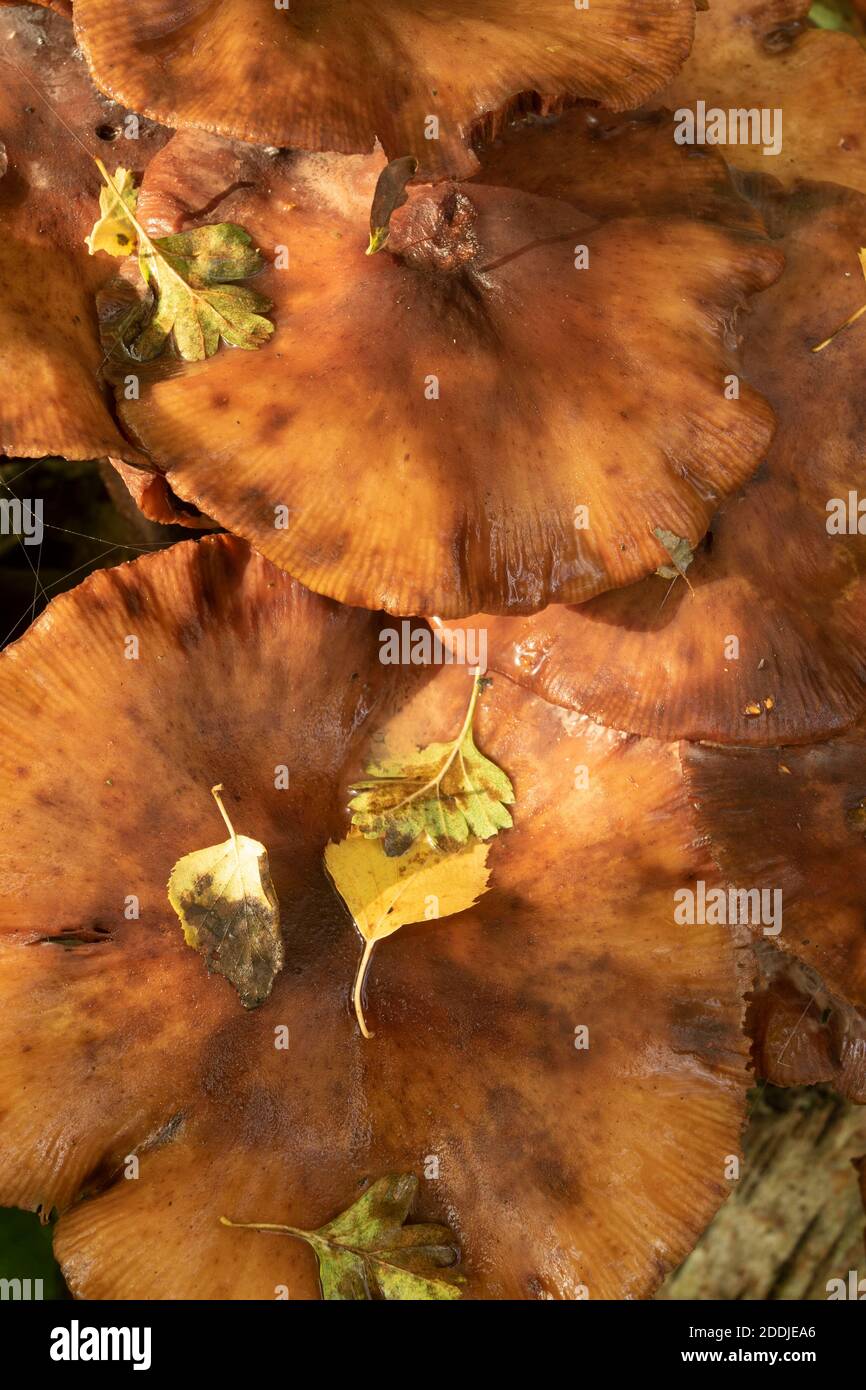Pilze, die aus einem gefallenen Birkenbaum-Stamm ausbrechen, Synonym für Tod, Krankheit, Recycling und Wiedergeburt Stockfoto