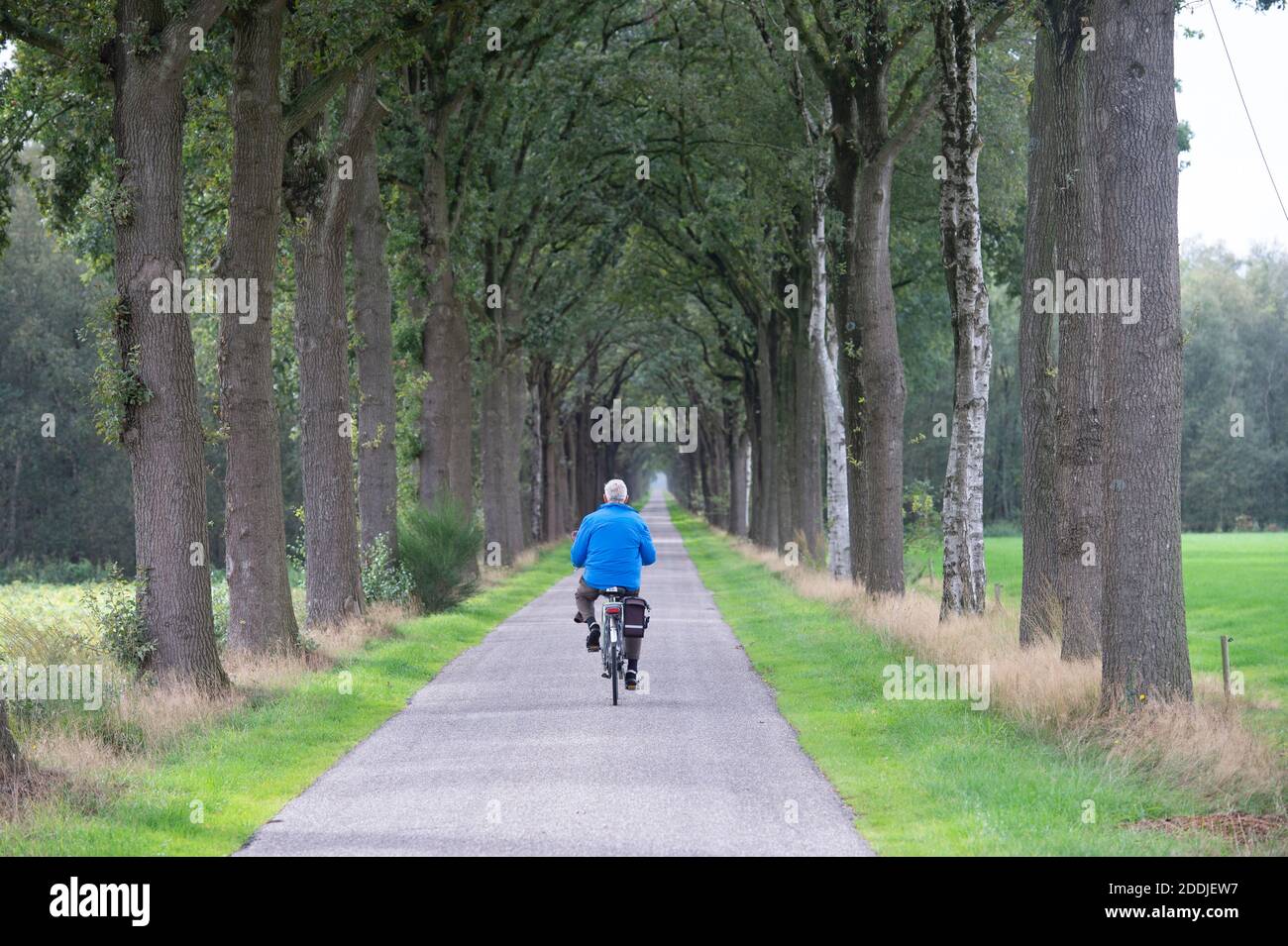Einsamer Radfahrer auf baumgesäumten Landstraße Stockfoto