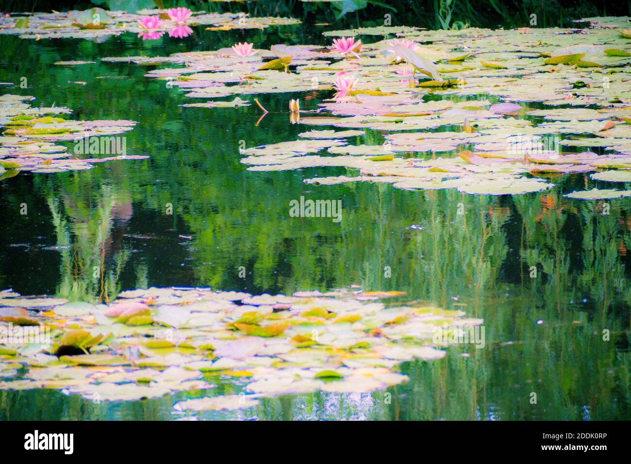 Les Jardins de Monet à Giverny - Monets Garten - Haus und Seerosengärten des französischen Künstlers Claude Monet in Giverny, Frankreich Stockfoto