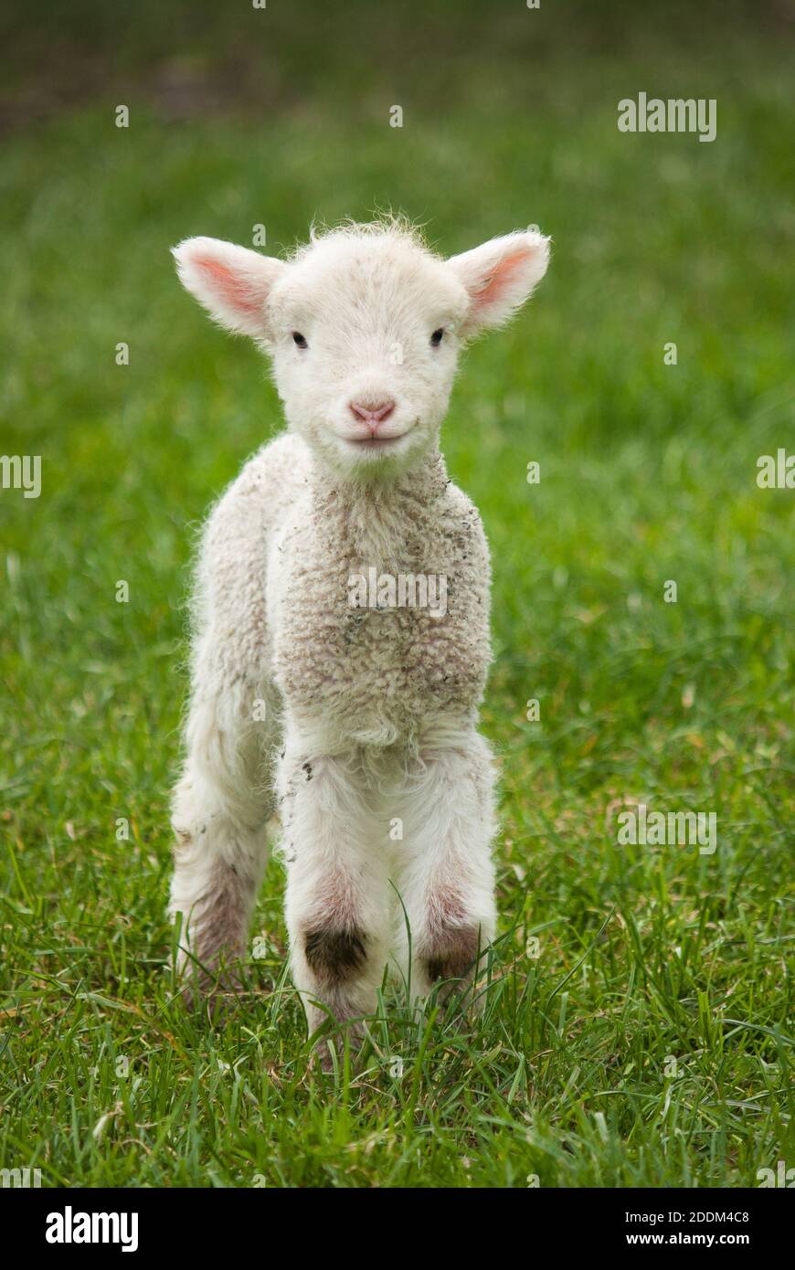 Süßes Frühlingslamm in einem üppigen Paddock Stockfoto
