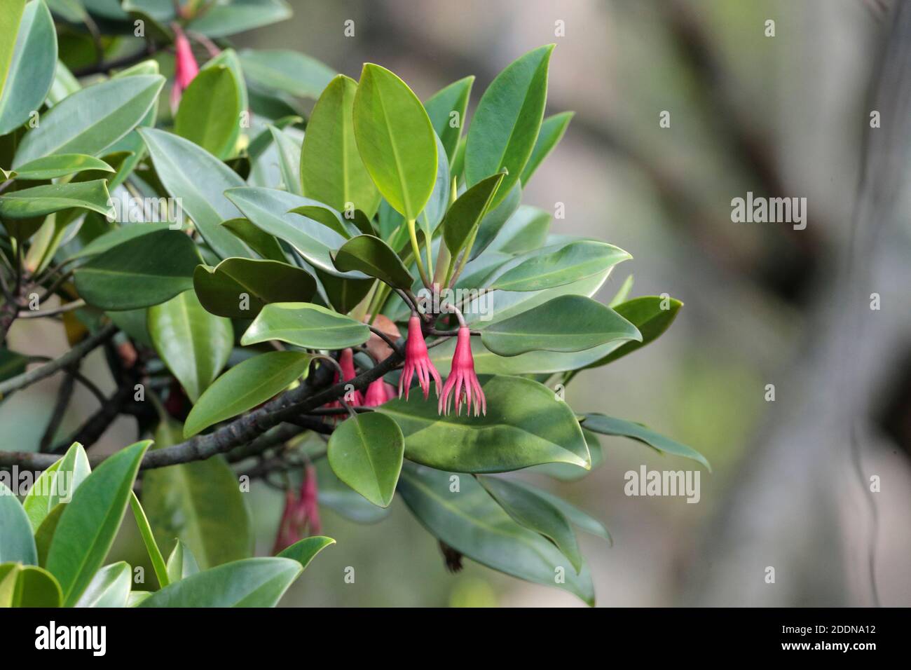 Mangrovenbaum (Bruguiera gymnorhiza) mit roten Blüten, Mai Po Marshes Nature Reserve, New Territories, Hong Kong 22 Aug 2020 Stockfoto