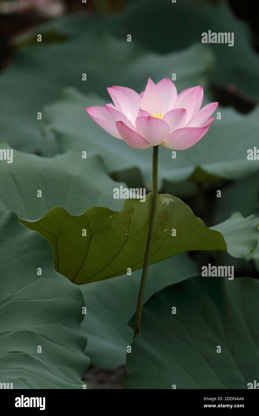 Indische Lotusblume (Nelumbo nucifera), San Tin, New Territories, Hong Kong 23 May 2020 Stockfoto