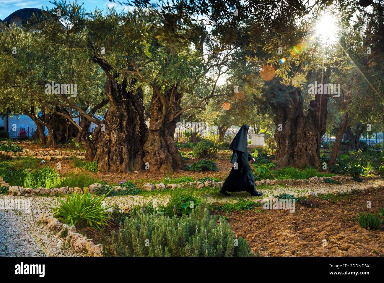 Nonne, die im Garten Gethsemane, Jerusalem, Israel, geht Stockfoto