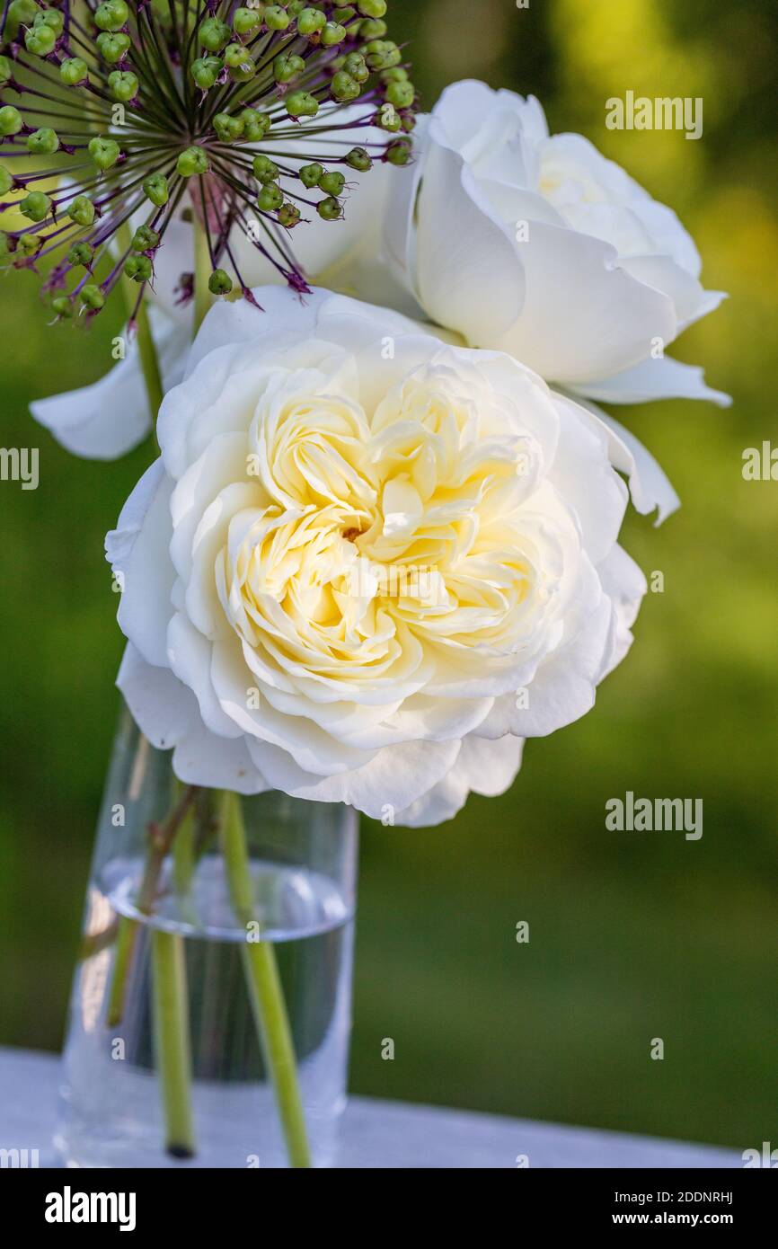 "Ruhe, Ausnoble 'English Rose, Engelsk ros (Rosa) Stockfoto