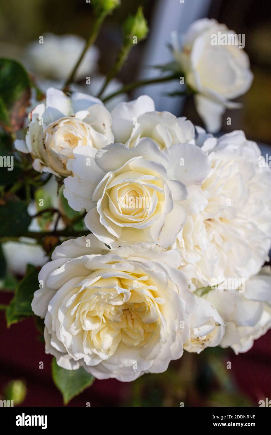 "Ruhe, Ausnoble 'English Rose, Engelsk ros (Rosa) Stockfoto