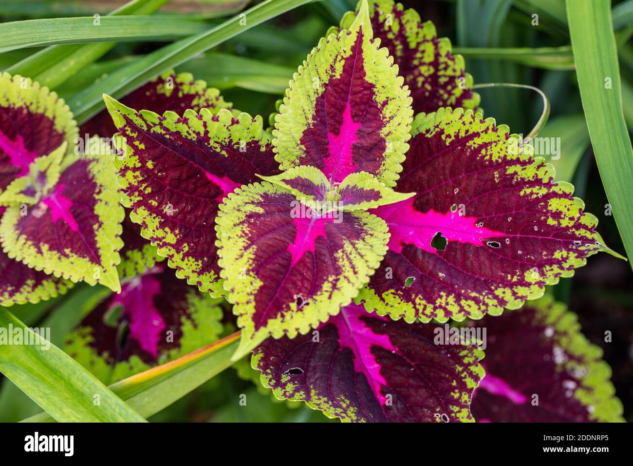 'Flame Dancers' Painted Nettle, Palettblad (Solenostemon scutellarioides) Stockfoto