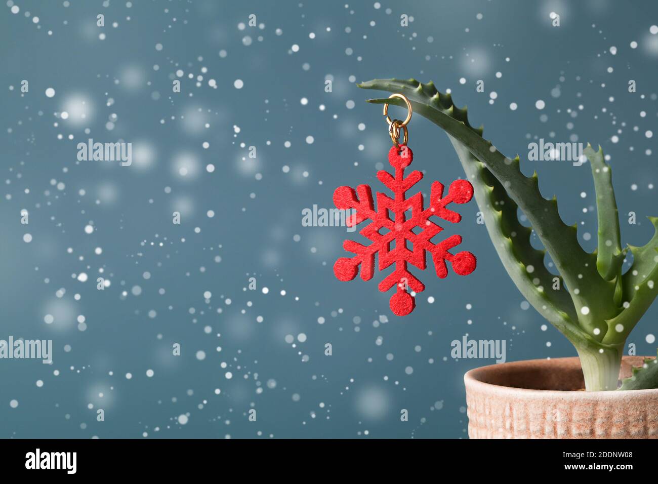 Weihnachtsdekoration in Form von roter Schneeflocke auf grüner Aloe Vera im Topf auf blauem Hintergrund mit Schnee. Weihnachten minimal Karte Hintergrund. Platz kopieren Stockfoto