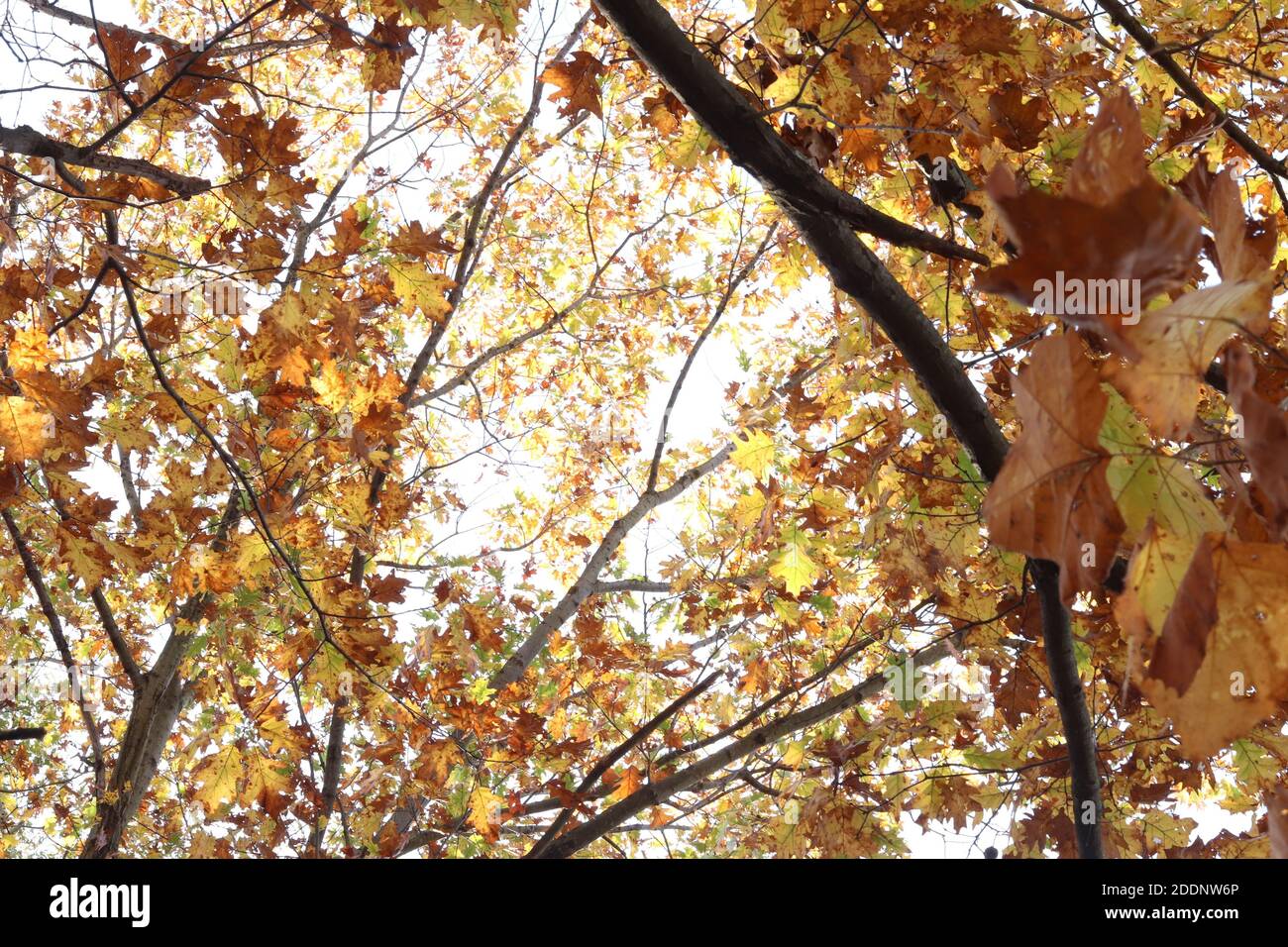 Verschiedene Ausblicke zwischen Sommer und Herbst Stockfoto