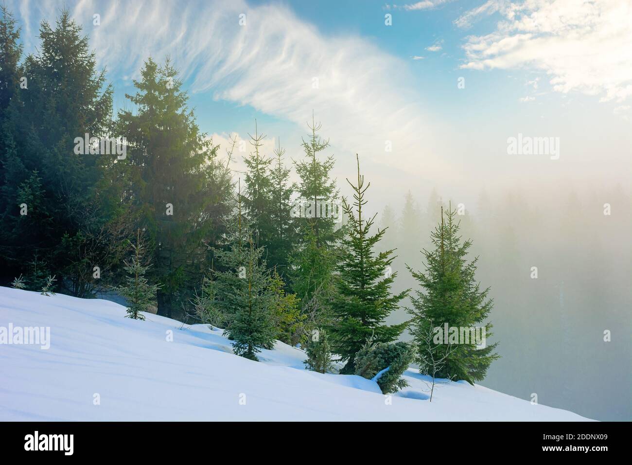 Nebel an einem sonnigen Wintermorgen. Fichten unter dem glühenden Nebel. Schöne Landschaft in den Bergen. Hügel mit Schnee bedeckt. Kaltes frostiges Wetter Stockfoto