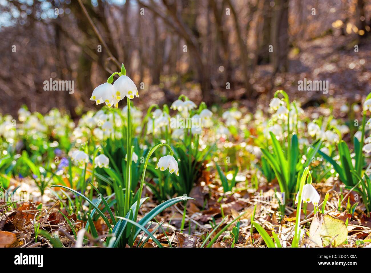Weiße Schneeflocke Blumen im Wald. Schöne Natur Hintergrund an einem hellen sonnigen Tag im Frühjahr Stockfoto
