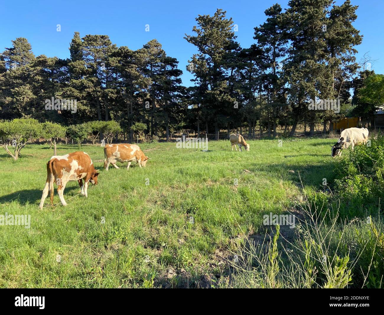 Kühe in ihrem natürlichen Lebensraum fressen Gras. Bäume im Hintergrund. Vieh in Frieden, keine Gefahr, sich sicher fühlen. Stockfoto