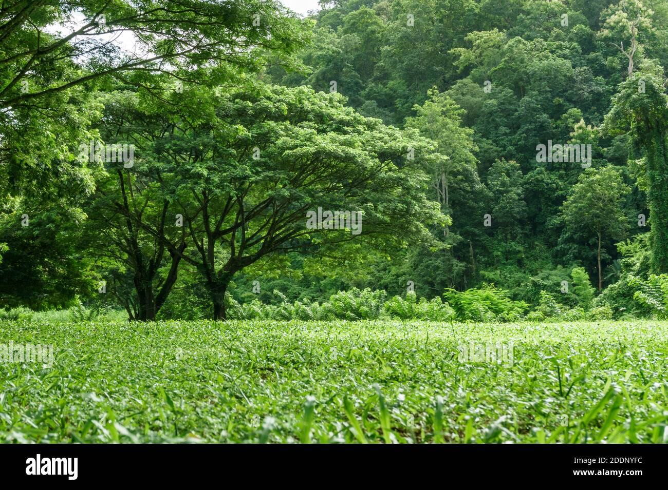 Grüne Rasenlandschaft mit Baumschatten im Park Stockfoto