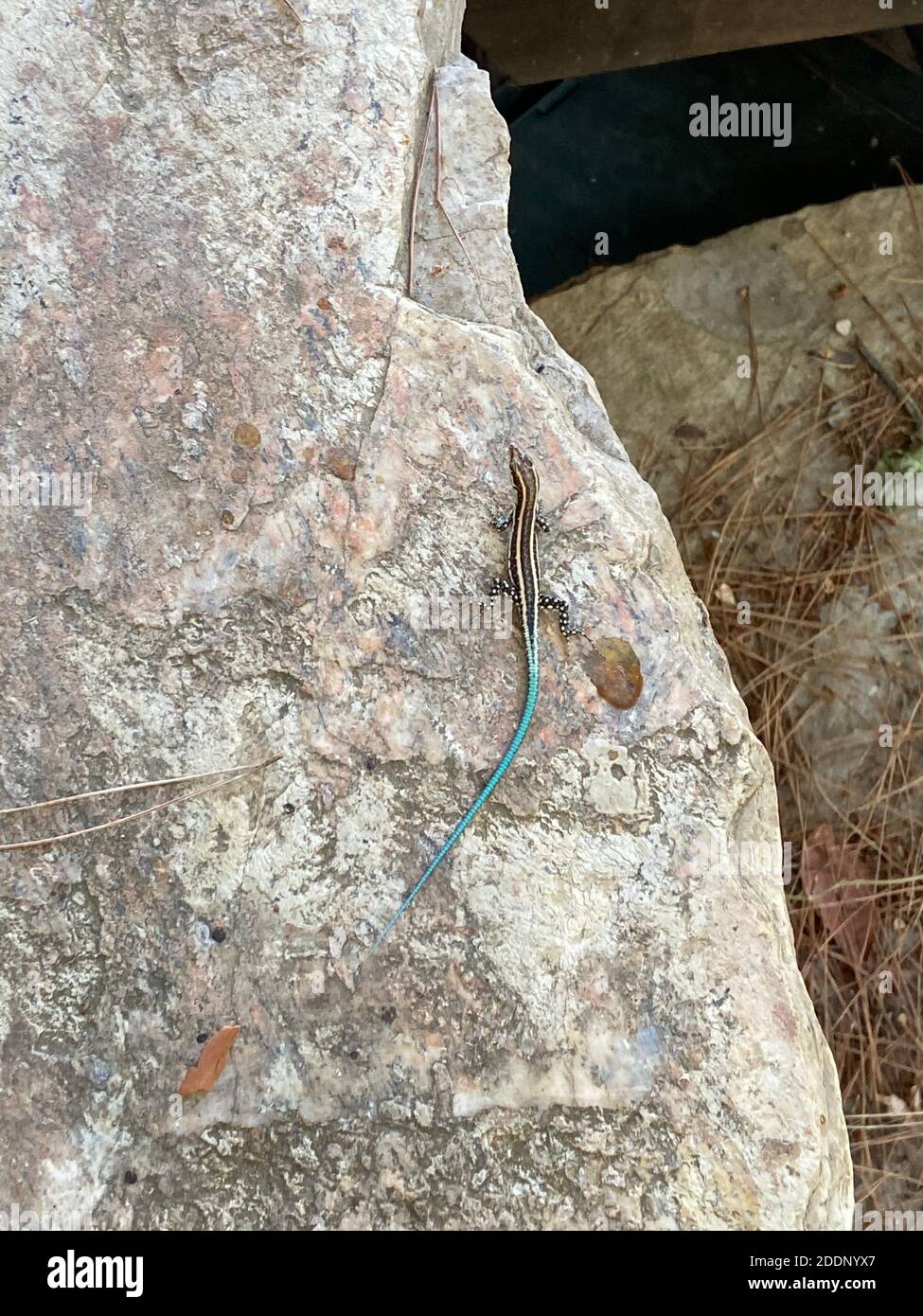 Ein exotisch gefärbtes Tier, Eidechse auf Stein-, Stein- und Holzboden. Exotisch gefärbte Eidechse auf natürlichem weißgrauen Felsstein. Stockfoto