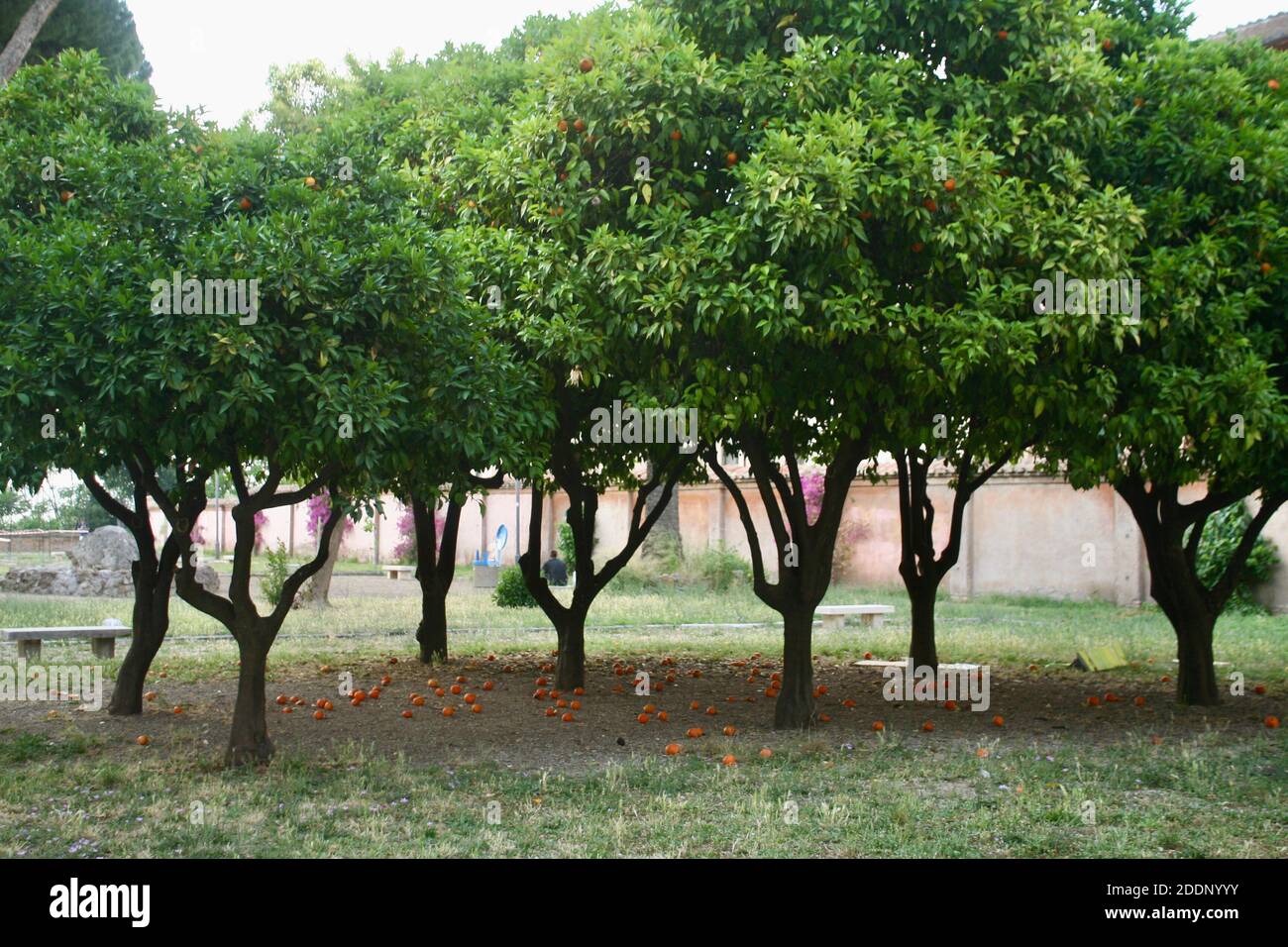 Schöne gesunde voll gewachsene Orangenbäume mit orangen Früchten liegen auf dem grünen Grasfeld Boden. Bio-Naturkost Bauernhof. Stockfoto