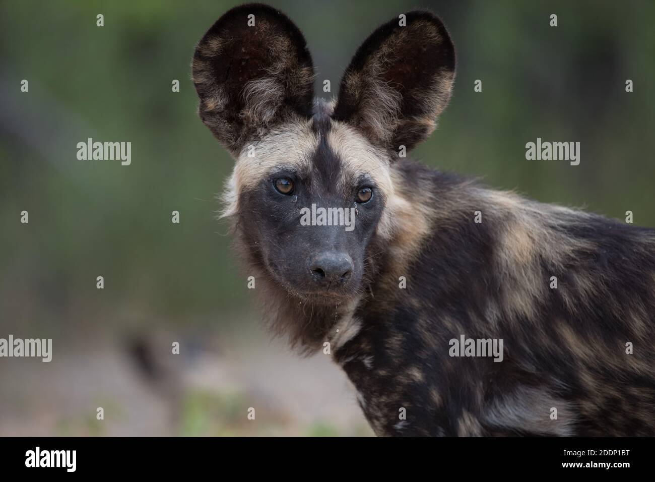Afrikanischer Wildhund (gemalter Wolf), Lycaon pictus. Nahaufnahme mit großen Ohren Stockfoto