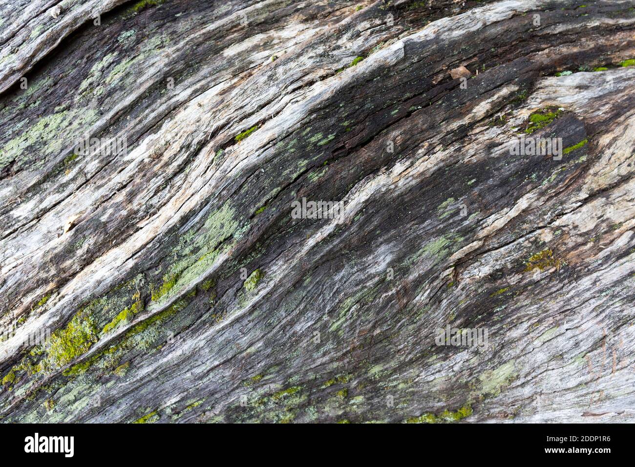 Stamm eines alten Baumes im Herbst ohne Rinde Stockfoto