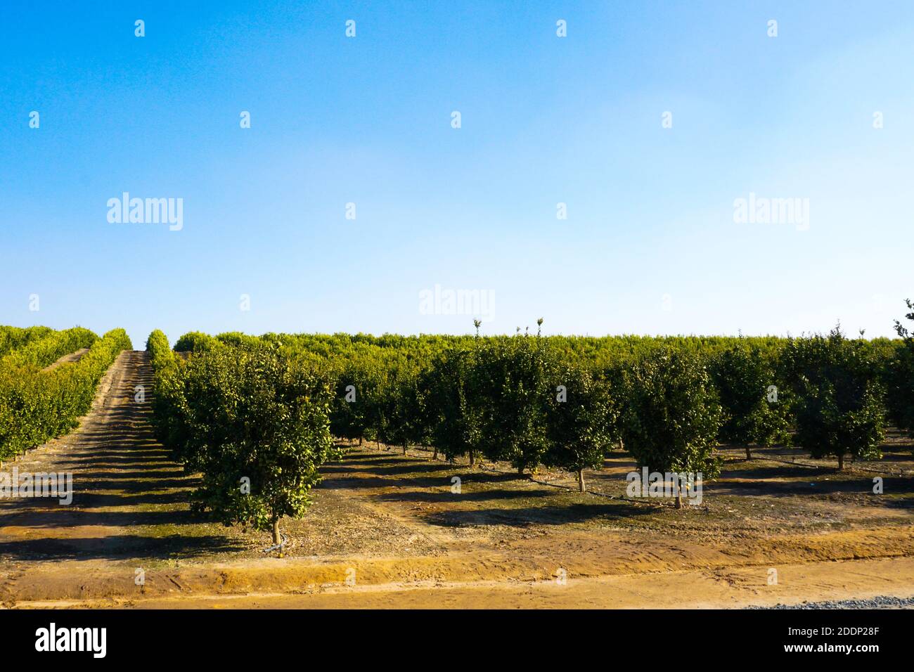 Orangenhaine in Zentralkalifornien. Stockfoto