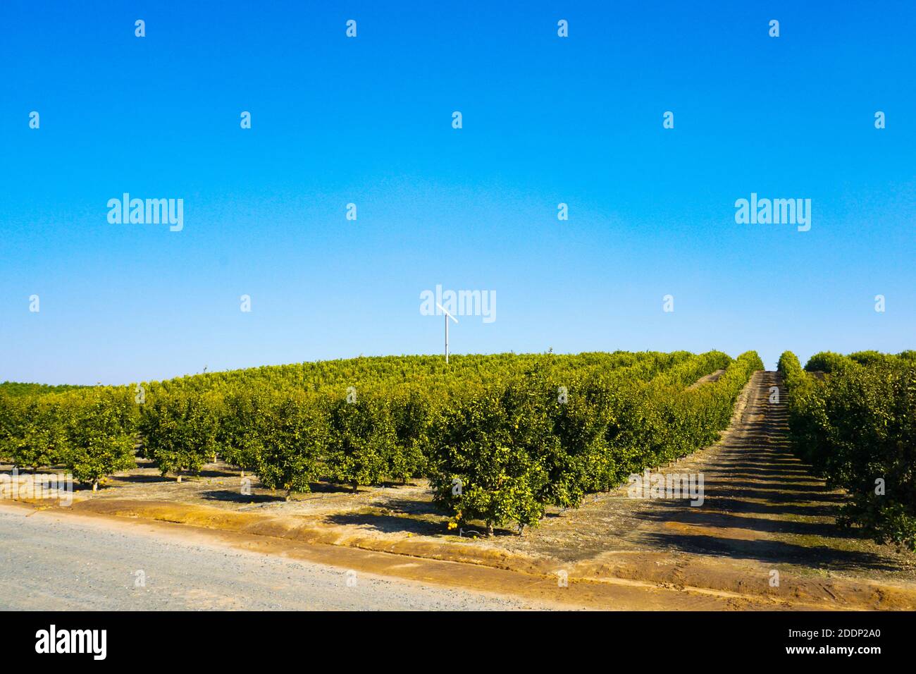 Orangenhaine in Zentralkalifornien. Stockfoto