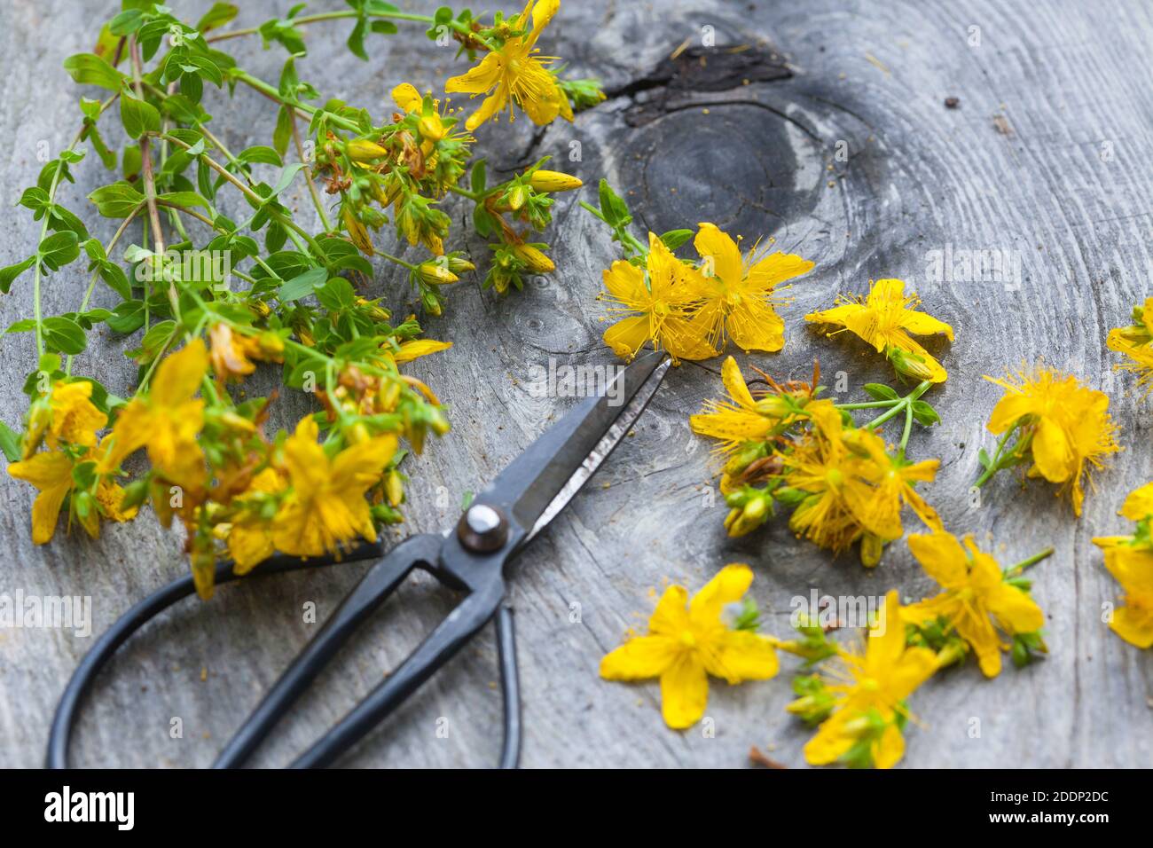 Johanniskraut-Ernte, Ernte, Kräuterernte, Kräuter sammeln, Johanniskraut, Tüpfel-Johanniskraut, echtes Johanniskraut, Durchlöchertes Johanniskraut, Tü Stockfoto