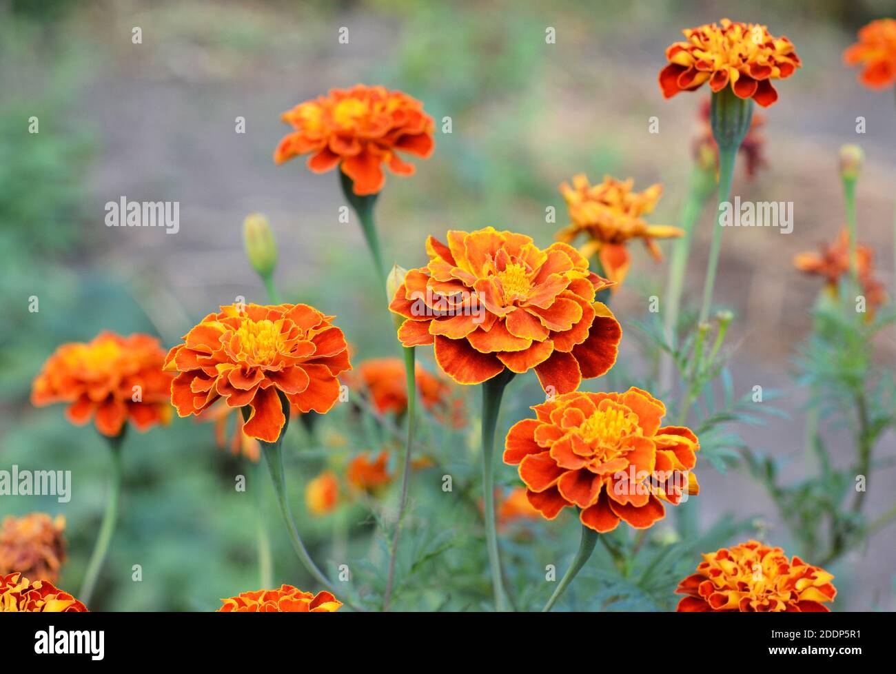 Eine Nahaufnahme von blühenden Tageten, Ringelblumen von oranger Farbe mit Highlights von Rot und Gelb, die im Sommer im Blumenbeet wachsen. Stockfoto