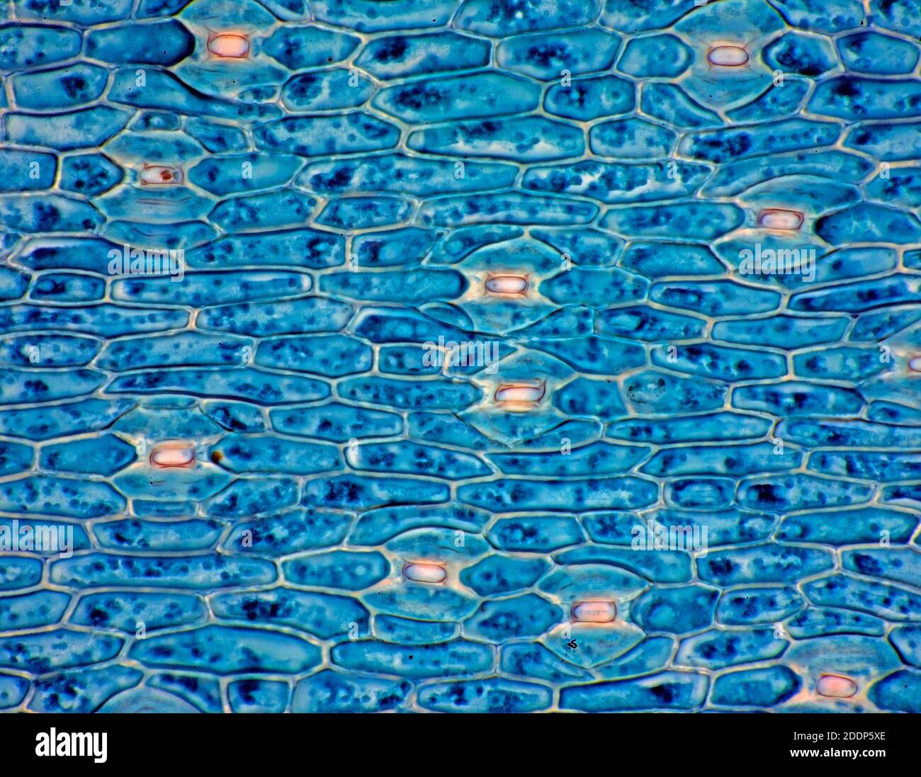 Blattstoma auf Blattfläche, Hellfeld-Photomikrograph, gefärbter Schnitt Stockfoto