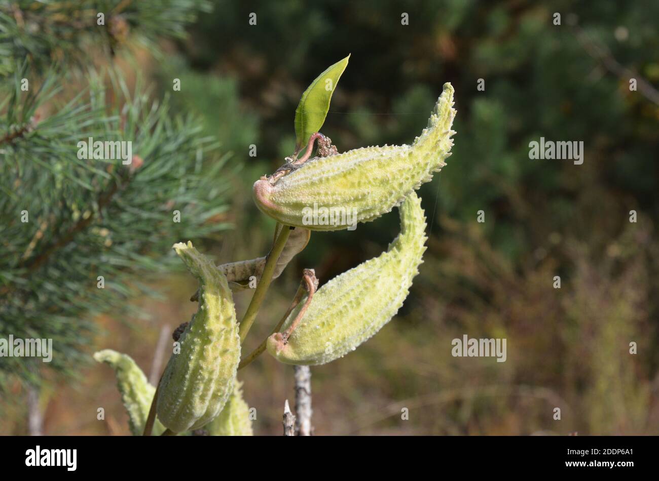 Eine Nahaufnahme von Asclepias syriaca, gemeiner Milchkrautpflanze, Schmetterlingsblume oder Seidenweed Follikel, einer invasiven fremden Spezies, die junge Wälder überwältigt Stockfoto