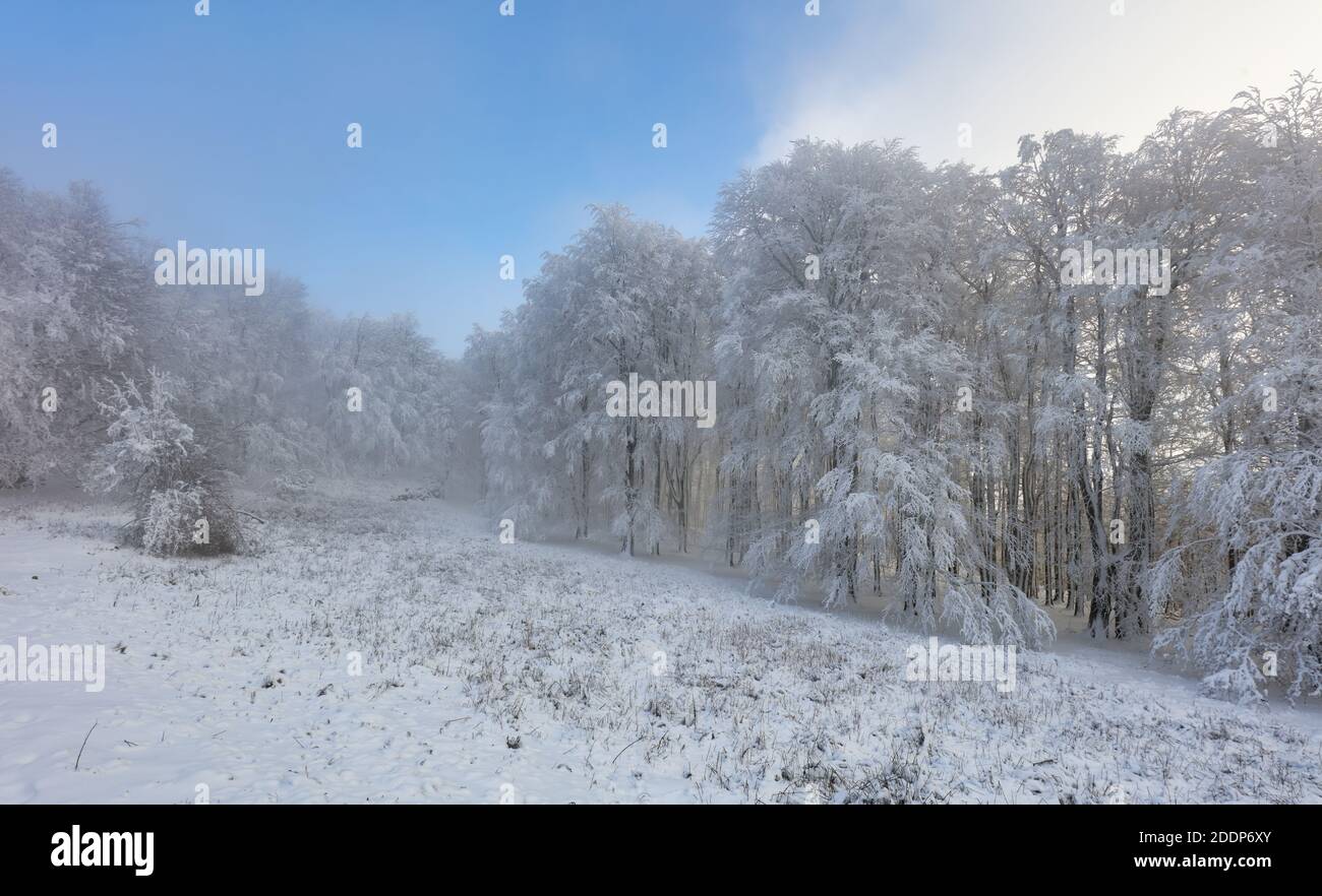 Gefrorene Landschaft - Winter Nebel Wald Stockfoto