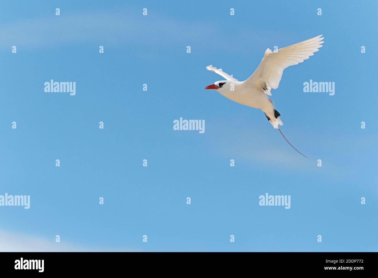 Rotschwanztropikvogel, Phaethon rubricauda, Nahaufnahme der Seevögel im Flug. Lady Elliot Island, Great Barrier Reef, Queensland, Australien. Stockfoto