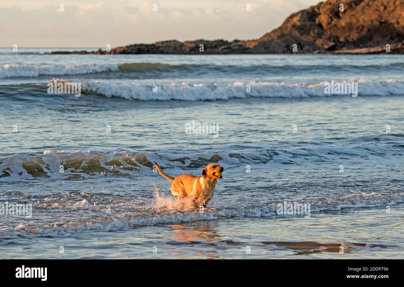 Swansea, Großbritannien. November 2020. Ein Hund holt seinen Ball an einem kalten und frostigen Morgen kurz nach Sonnenaufgang aus dem Meer in der Langland Bay in der Nähe von Swansea. Quelle: Phil Rees/Alamy Live News Stockfoto
