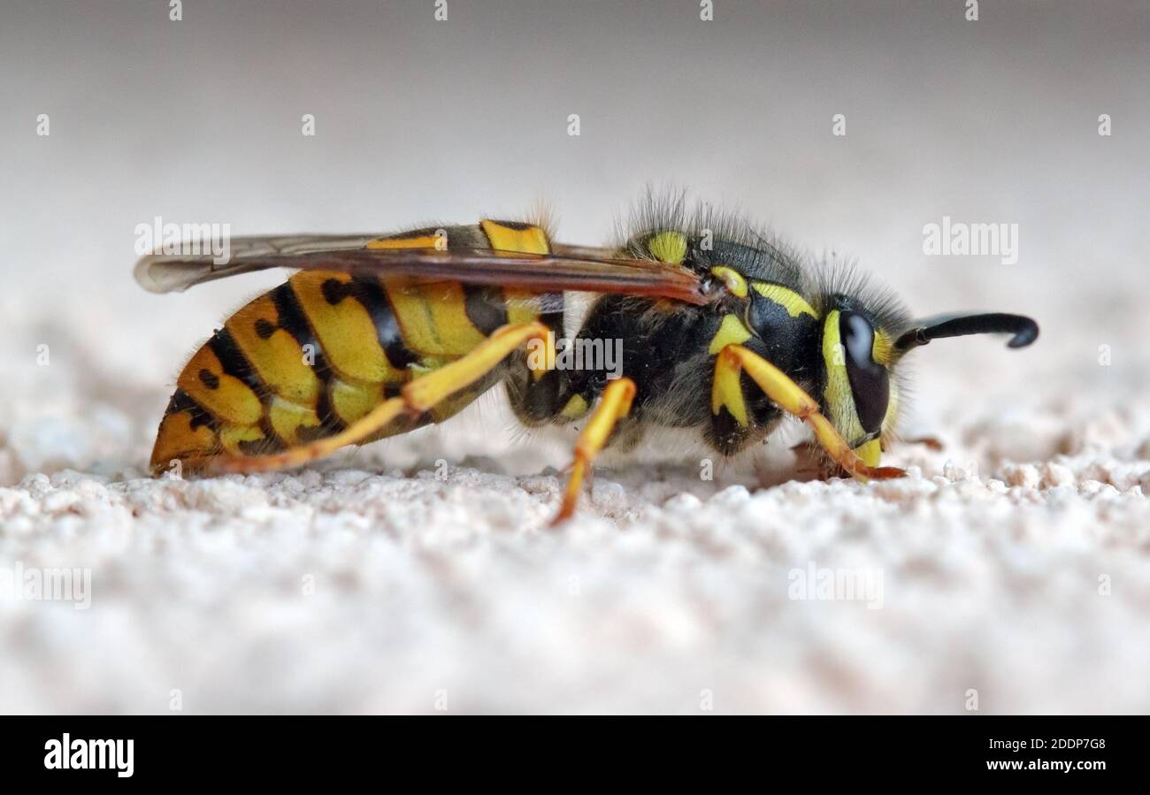 Wespe und weißer Hintergrund Stockfoto