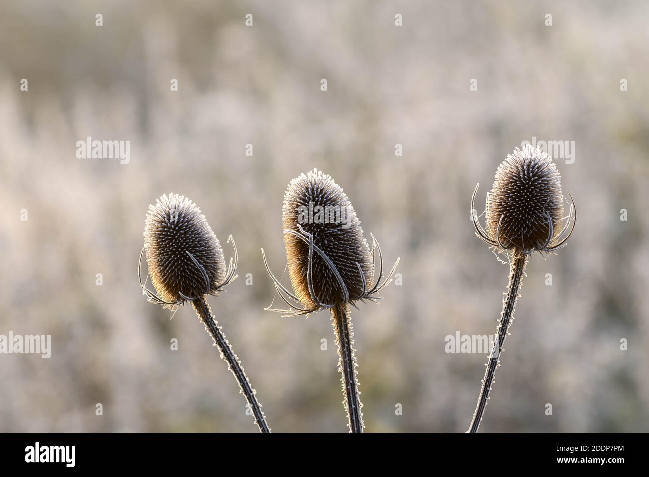 Frostige Pflanzen isoliert an einem kalten nebligen Morgen Stockfoto