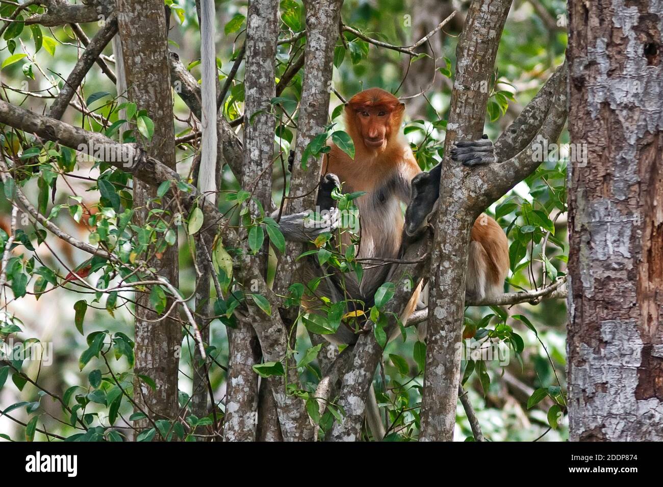 Proboscis-Affe (nasalis Larvatus) in einem Baum sitzt ein langnasiger Affe. Kinabatang, Sabah, Borneo, Malaysia. Stockfoto