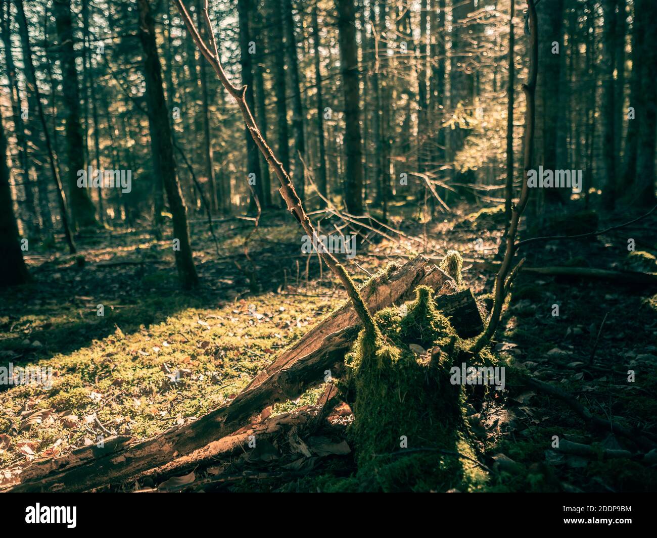 Moos bedeckte Äste, Wurzeln und Bäume in einem Schweizer Alpenwald. Das Moos bedeckt den Boden und den Wald, während Herbstblätter den Waldboden bedecken. Stockfoto