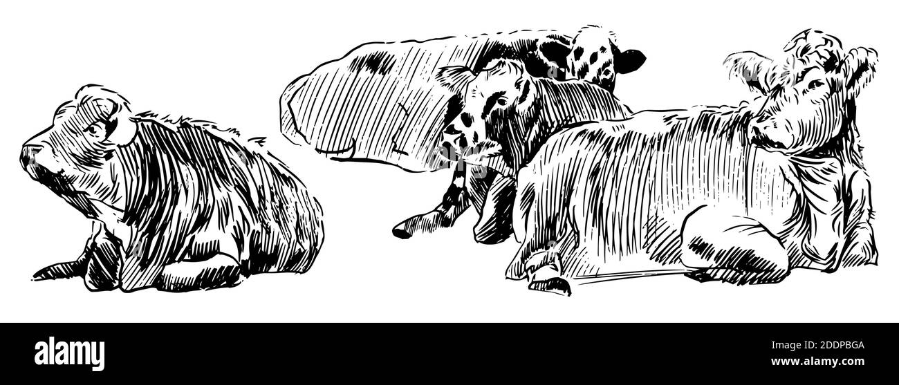 Kühe liegen auf der Wiese Hand gezeichnet in einer Skizze Stil schwarz-weiß Grafik Vektor Illustration Stock Vektor